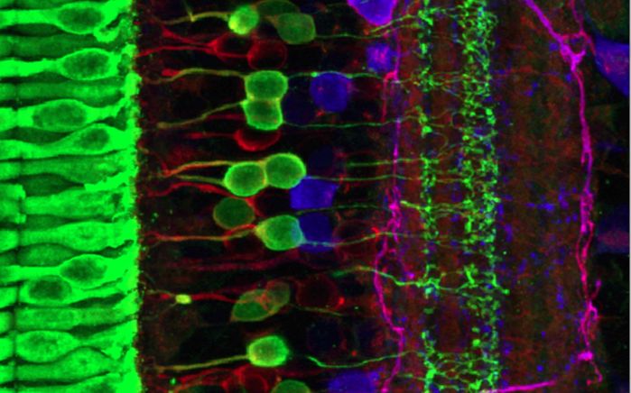 A la banda esquerra es poden observar les cèl·lules del tipus "con", mentre que al costat dret s'observen les cèl·lules ganglionars. Font: Wei Li (National Institute of Health)./-20