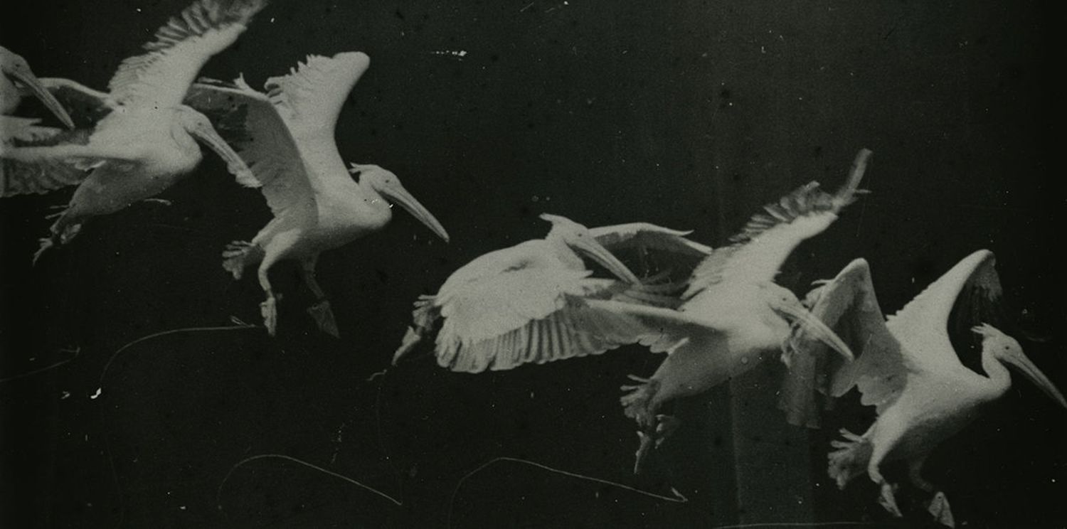 'Vol d'un pelicà' (Étienne-Jules Marey, 1882). Font: Flickr. .