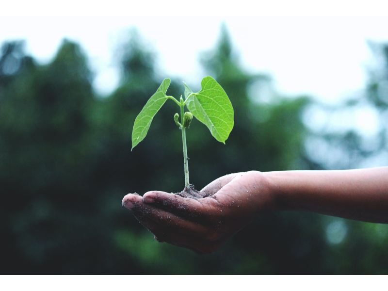 Cerca figurada de la sostenibilitat. Font: Akil Mazumder - www.pexels.com