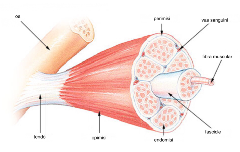 Estructura muscular. Font: Wikipèdia