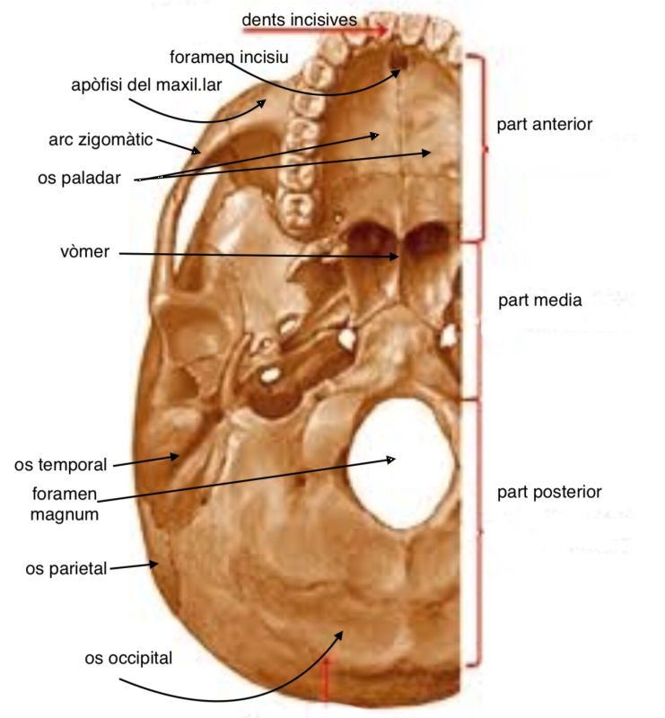 Visió basal del crani. Font:Wikipedia