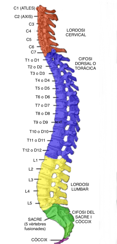 Diagrama d'una columna vertebral amb el nom de cadascuna de les parts i les vèrtebres.