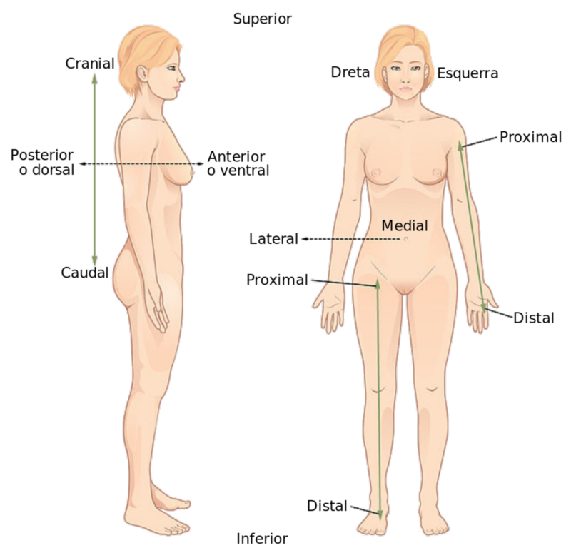 Termes comuns de localització anatòmica. Font: Wikipedia 