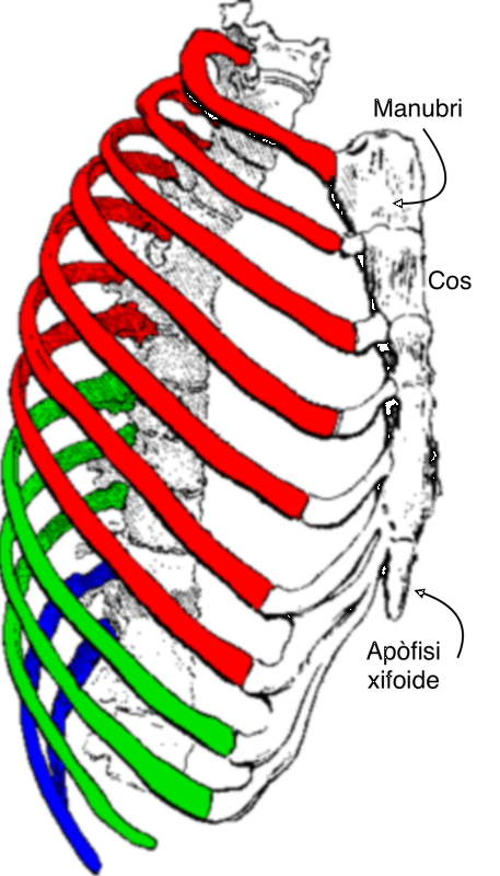 Diagrama dels óssos del tòrax.