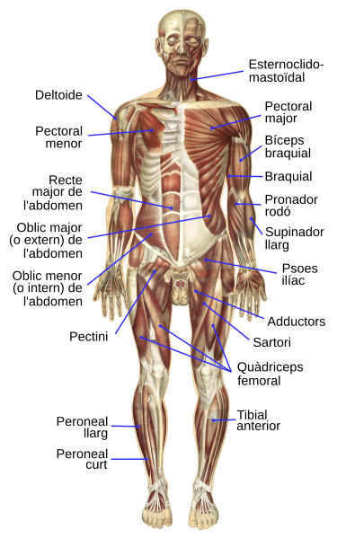 Sistema locomotor anterior. Font: Wikimedia/-110