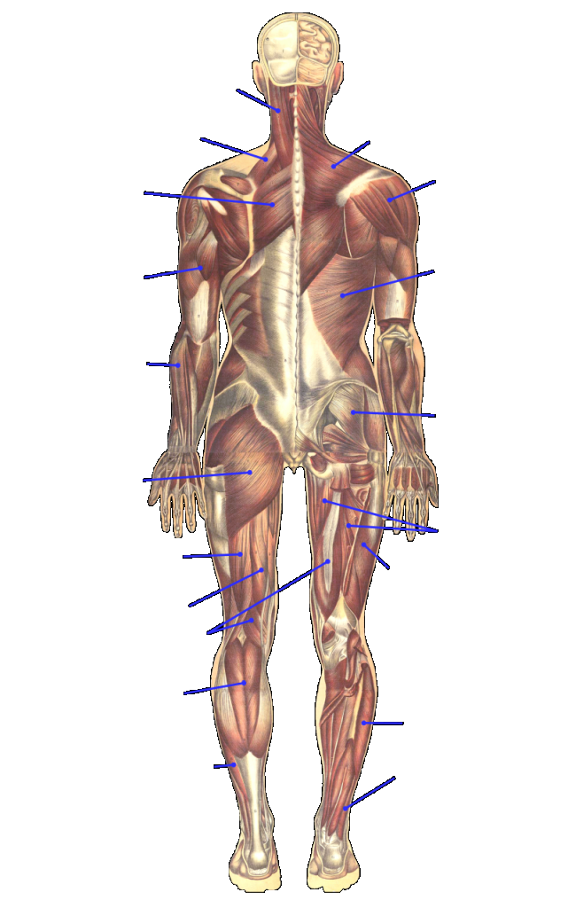 Sistema locomotor posterior. Font: Wikimedia/-40