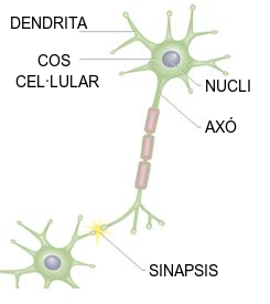 La sinapsi permet a les cèl·lules nervioses comunicar-se entre si, a través dels axons i les dendrites, transformant un senyal elèctric en un de químic.