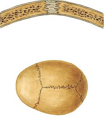 La sutura cranial n'és un bon exemple d'articulació immòbil.