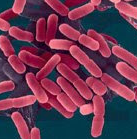 Bacteris observats amb microscopi electrònic/-35