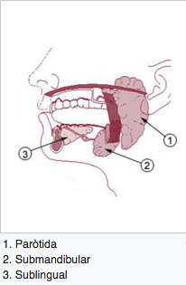 Glàndules salivals majors (Font: Wikipedia)/-80 Glàndules salivals majors (Font: Wikipedia)/-80