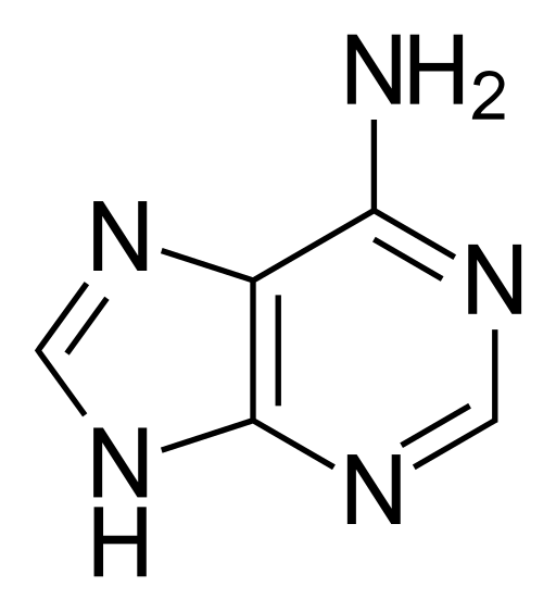 Adenina, un nucleòtid (font: Wikimedia)/55