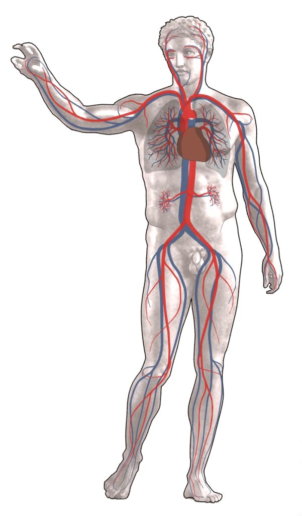 Aparell circulatori humà. Font: Wikimedia 