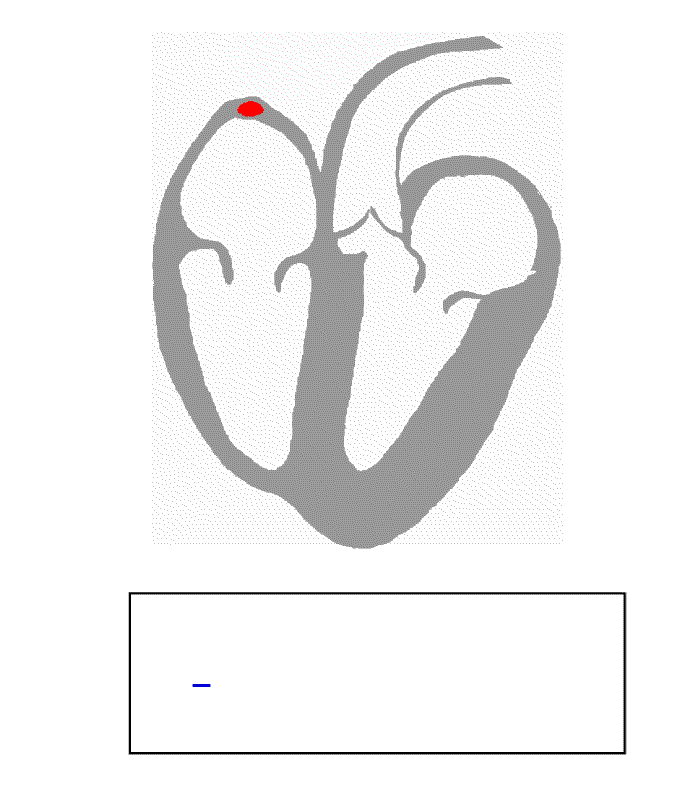 Impulsos elèctrics del cor a l'electrocardiograma