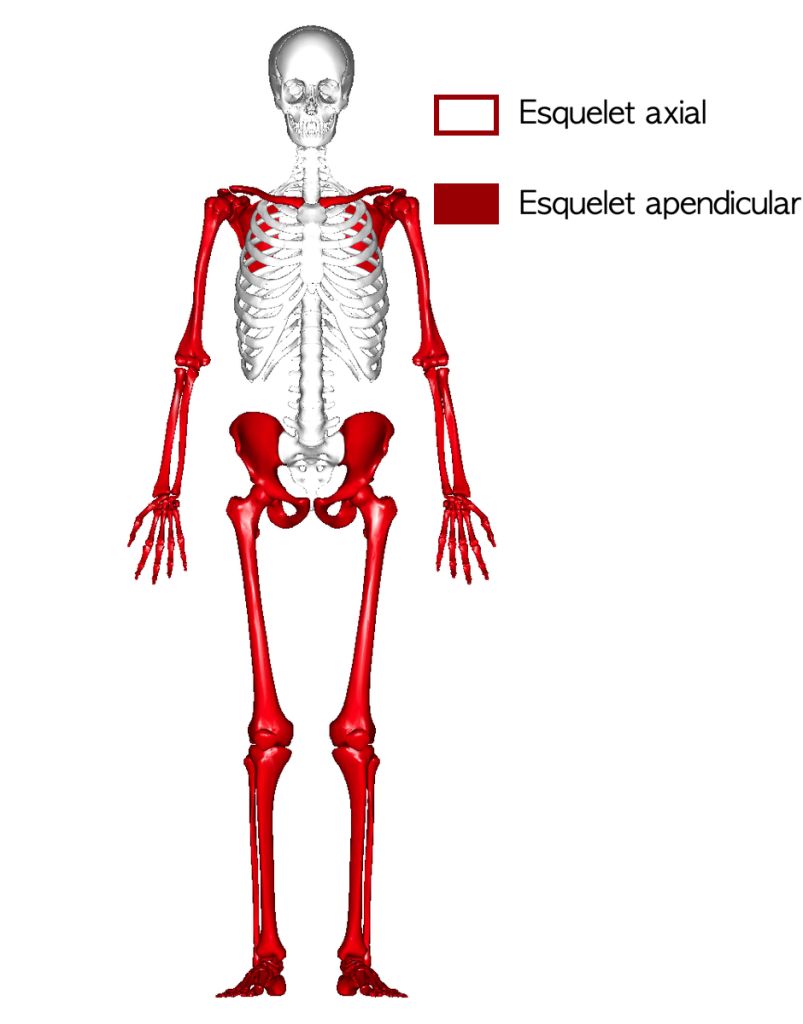 Esquelet axial i apendicular. Font: Wikimedia Commons, modificada. Esquelet axial i apendicular. Font: Wikimedia Commons, modificada.