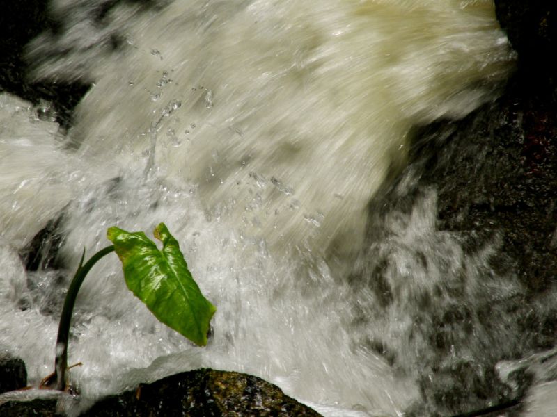 La capacitat de créixer enmig de l& 039;adversitat no és un tret de personalitat estàtic, sinó que es pot desenvolupar. Font: Lou (Flickr).