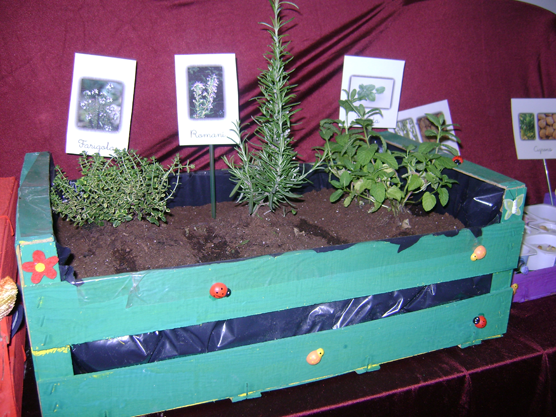 Plantes en un microhort a l'escola.