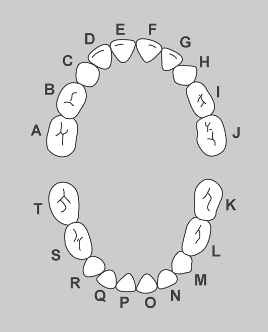 Rotulació identificativa de les dents de llet: les superiors d'esquerra a dreta van des d'A fins a J i les inferiors des de K fins a T en sentit invers.