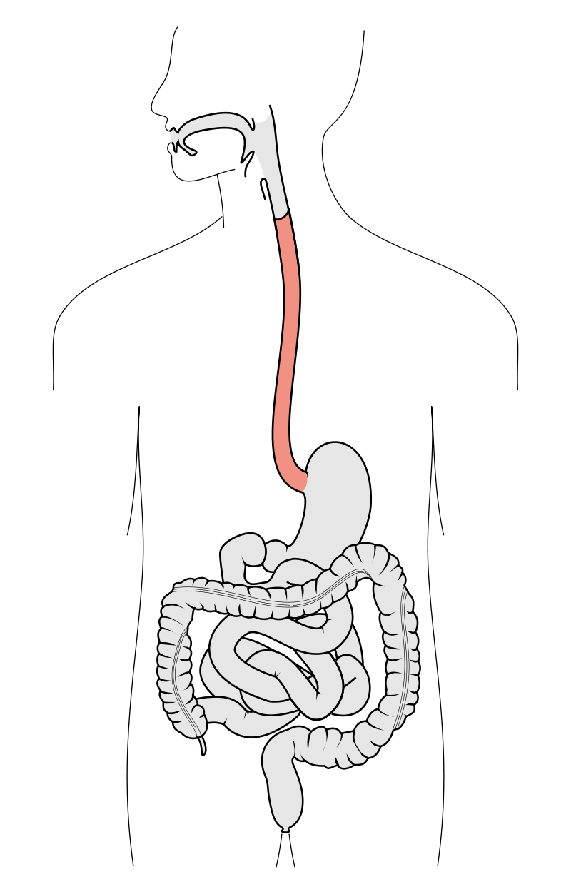 Anatomofisiologia i patologia bàsiques