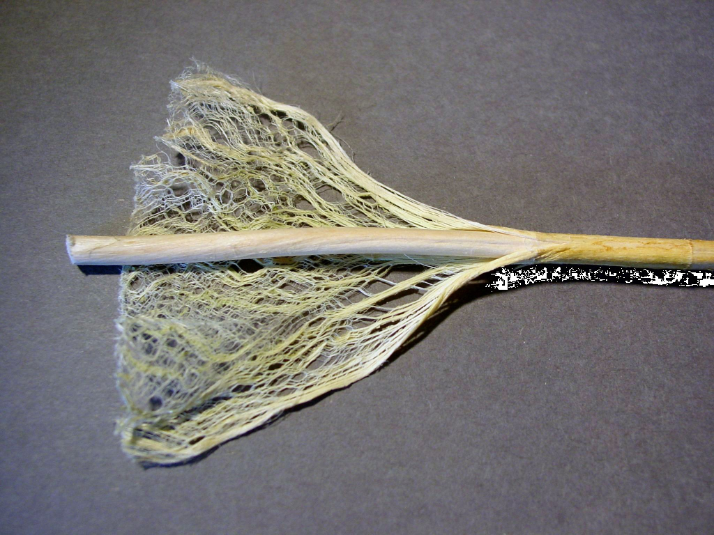 Tija de cànnabis que en mostra les fibres.