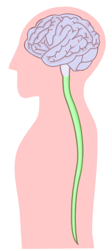 Sistema nerviós central, amb l'encèfal (en blau) i la medul·la espinal (en verd). .