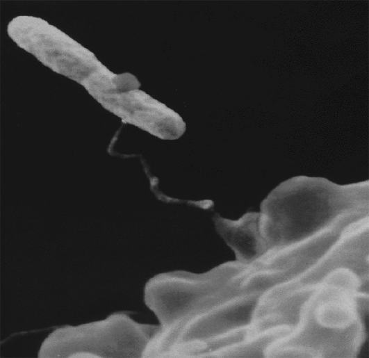 El bacteri de la legionel·la és un exemple d'agent biològic contaminant.